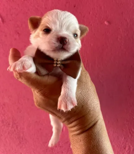 Chihuahua Micro Branco e Caramelo  Pequena no Tamanho
