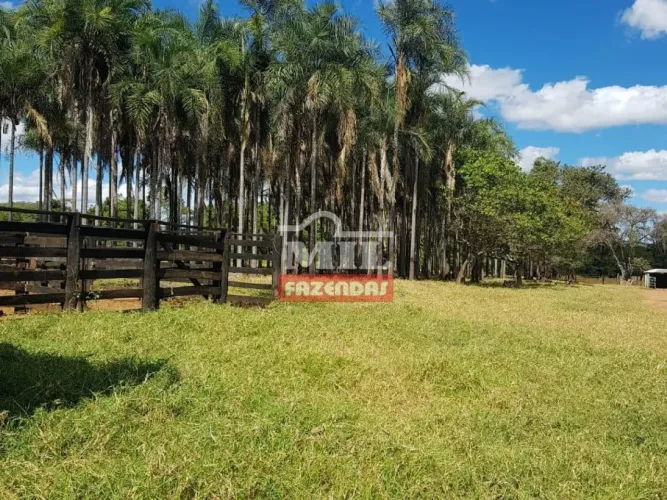 Fazenda em Água Fria  Goiás. (256 Alqueires)