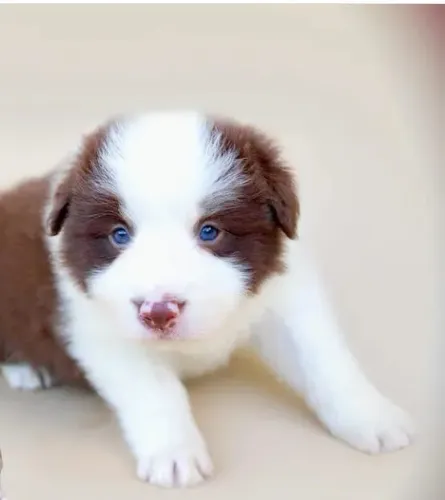 Borde Collie Todas as raças com ganratia total de saude e veterinario gratuito.