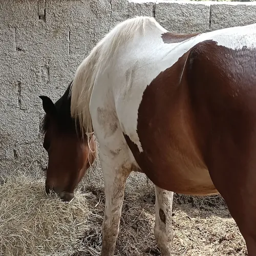 Vendo urgente Égua Mangalarga