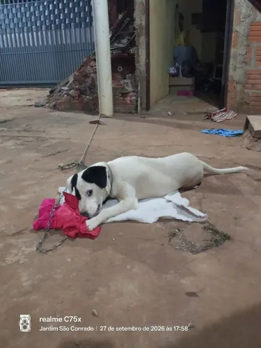 Doação está cadela