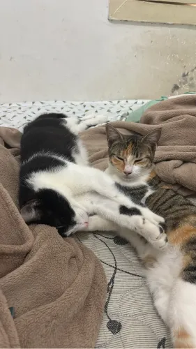 Gatos irmão (adoção conjunta preferencialmente)