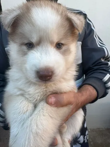 Husky Siberiano Macho Disponível 