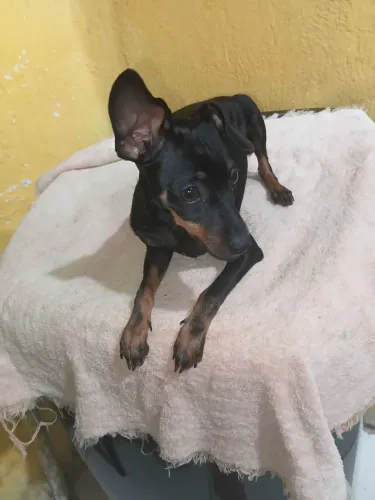 Cachorro pinscher 