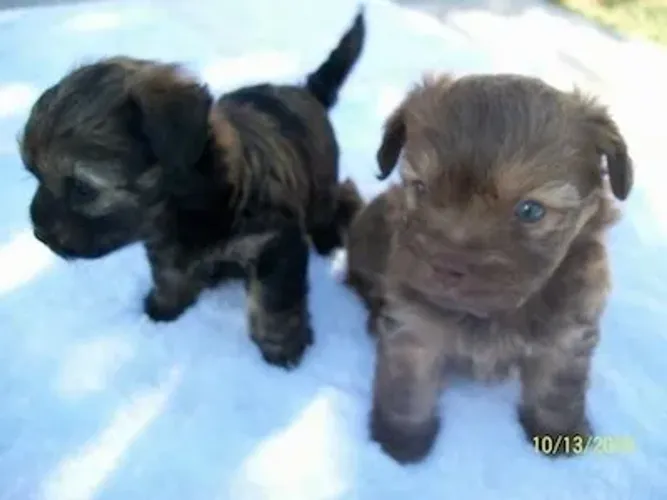 LINDOS POODLE X YORK Eles não falam, mas demonstram o amor mais puro do mundo. Garanta o s