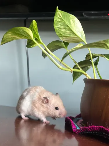 Doa-se hamster sírio 