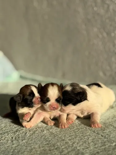 Shihtzu