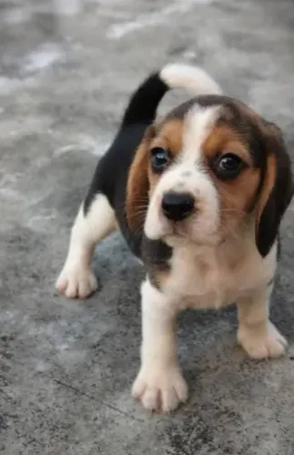 Beagle Mini Filhotes Tamanho Miniatura. 