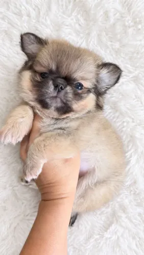 Chihuahua Pêlo Longo Macho - Um Lindo Ursinho.