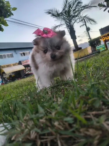 Fêmea de lulu da Pomerânia anã cor particulor
