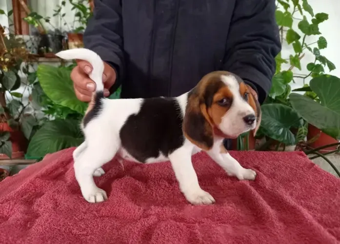 Filhotes Beagle Disponíveis para Pronta Entrega