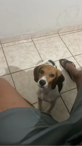 BEAGLE FILHOTE MACHO