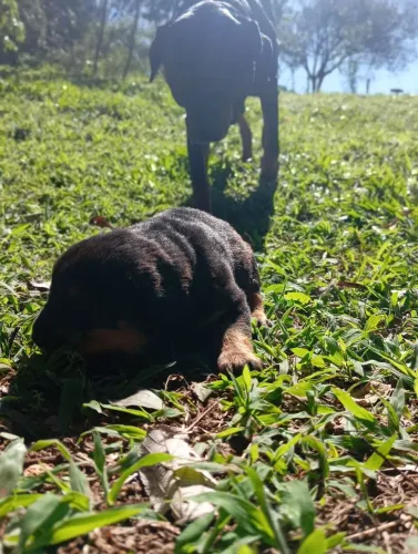 Filhote FÊMEA de Rottweiler