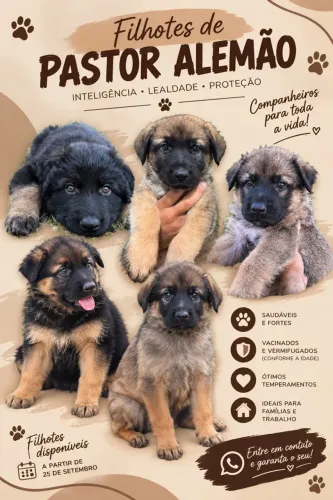 Filhotes de pastor alemão - pronto pra buscar