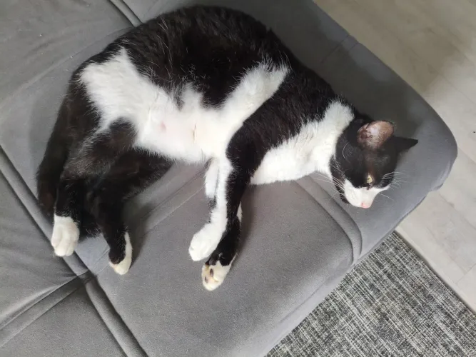 Doação gato