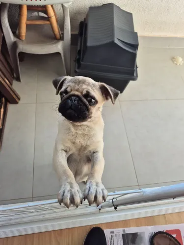Vendo filhote de pug