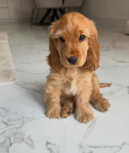 Cocker Spaniel ( 1 Casal )