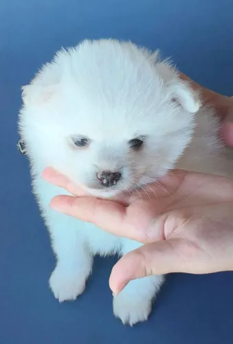 LULU DA POMERANIA R$ 1.300