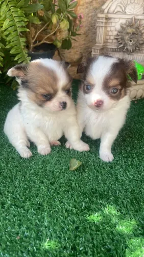 Chihuahua filhote disponível 