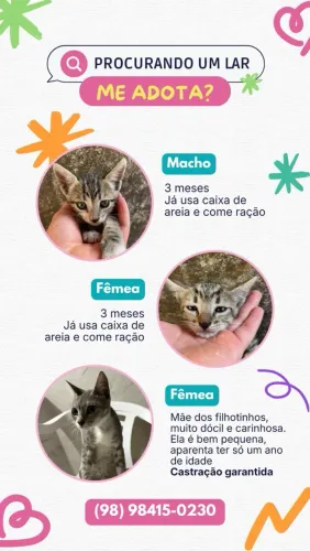 Gatinhos para adoção
