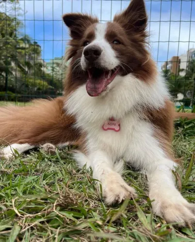 Border Collie filhote: companheirismo e diversão todos os dias.