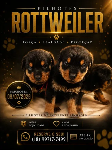 filhotes de rottwiller