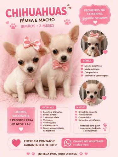 Chihuahua micro 