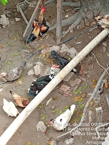 Vende-se pato macho