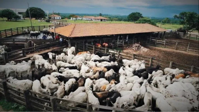 FAZENDA 400 HECTARES PORTEIRA FECHADA 1.500 CABEÇA DE GADO JOSÉ DOS CAMPOS 