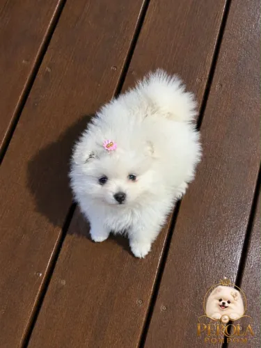Lulu da Pomerania