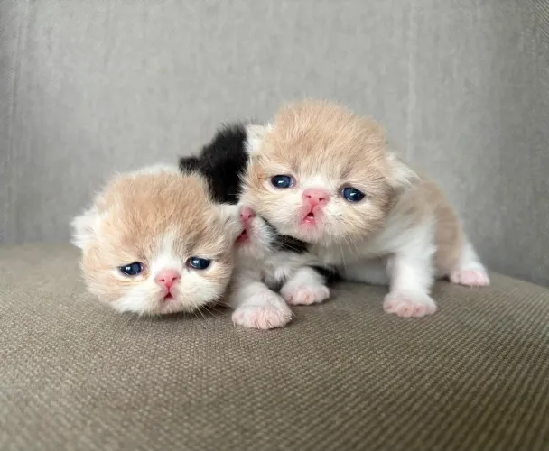 Gatos Persas