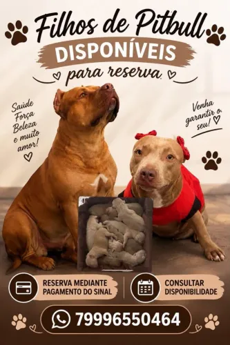 Filhotes de Pitbull disponíveis