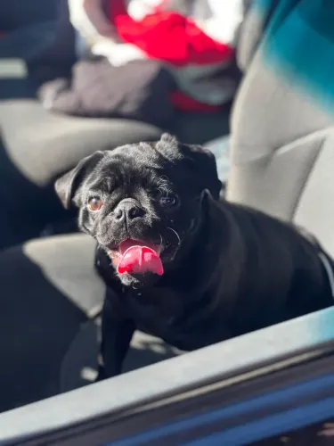 Pug macho