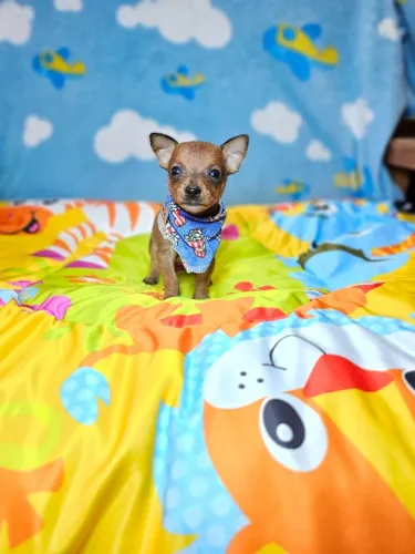 Cachorro filhote Pinscher/Pincher/Pinsher/Pintier encantadores e cheios de energia