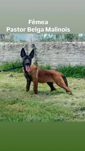 Pastor Belga Malinois 10 x 300,00