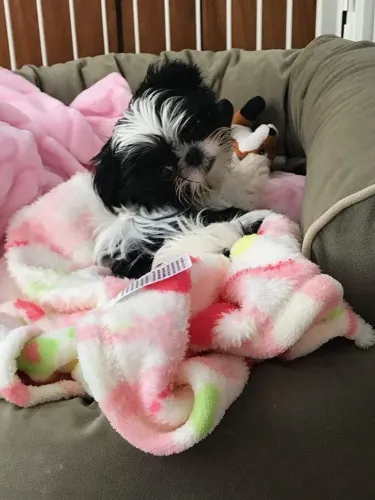 Shih Tzu O filhote perfeito para quem sonha com um grande companheiro