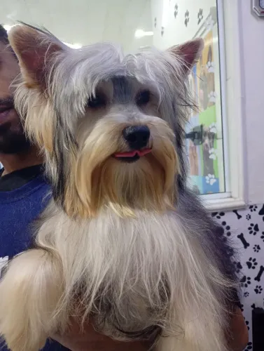 Filhote de yorkshire machinho com todas as vacinas importadas ele tá com 8 meses R$ 1,200