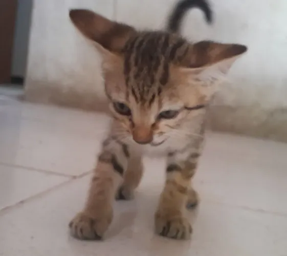 Gatinha