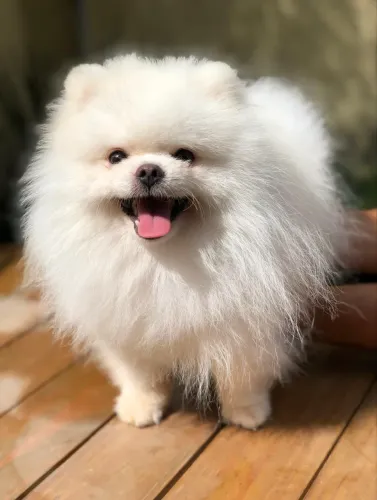 Coberturas desse lindo Lulu 