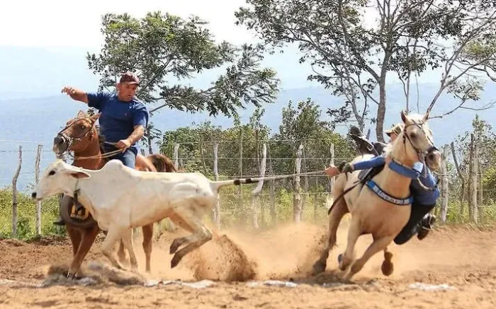 Cavalo de direita