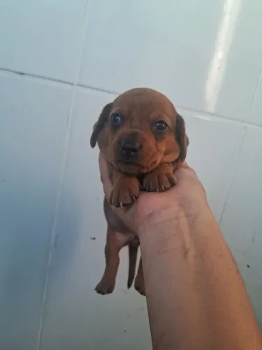 Basset dachshund