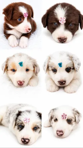 VALOR PROMOCIONAL DE BORDE COLLIE !!