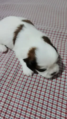 Filhotes Shih tzu fêmea
