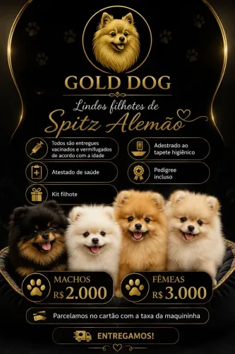 Lulu da Pomerania / Spitz alemão