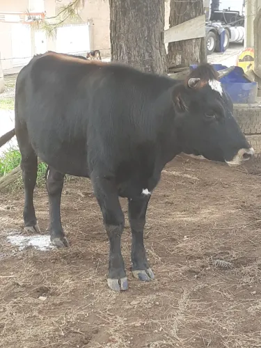 Vendo uma novilha e um mine tourinho e um bezerro desmamado 