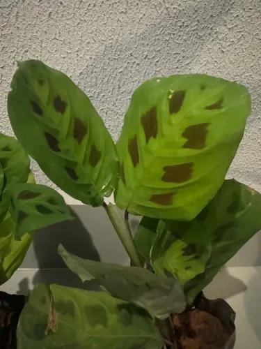 Muda de marantha