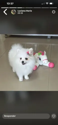 Lulu fêmea 2 vacina 