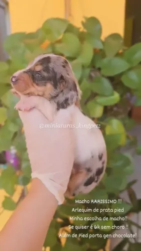 Dachshund Miniatura ( Raridade! ) Arlequim de prata pied