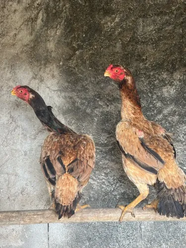 Galinha índio bico curto crista ferrão