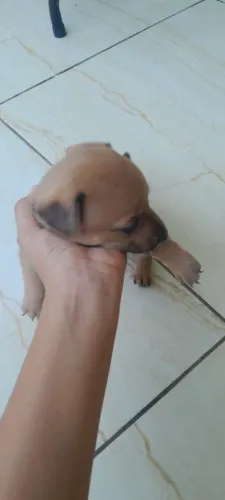 Vendo esse cachorrinha por 150